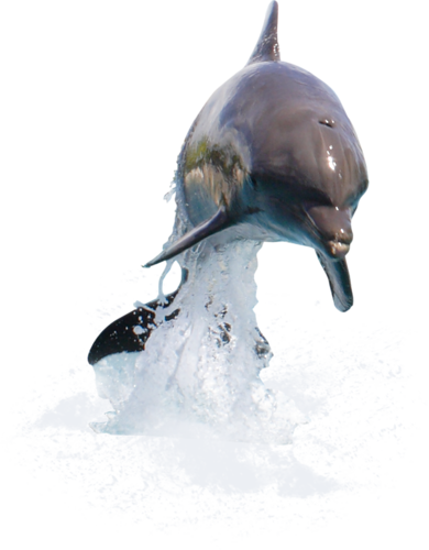 tengeri_halak_141.png