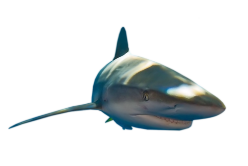tengeri_halak_149.png
