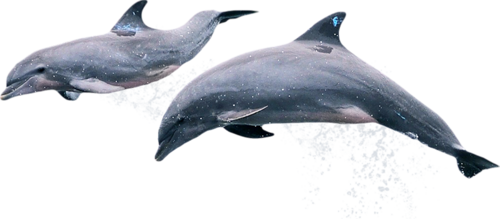 tengeri_halak_151.png