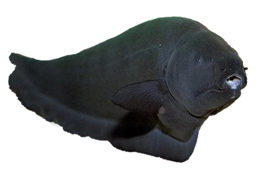 tengeri_halak_16.png