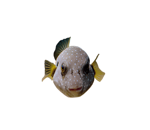 tengeri_halak_173.png