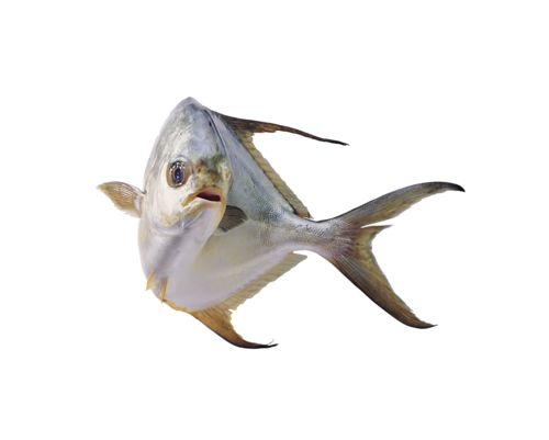 tengeri_halak_190.png