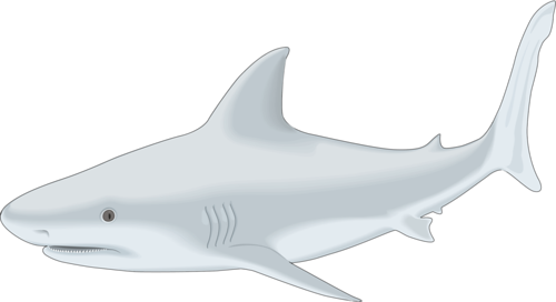 tengeri_halak_210.png