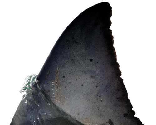 tengeri_halak_211.png