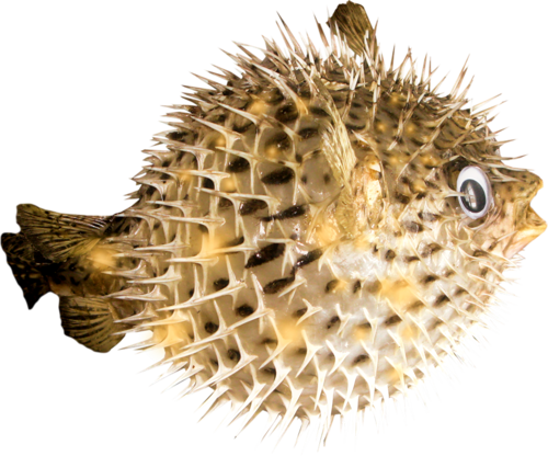 tengeri_halak_213.png