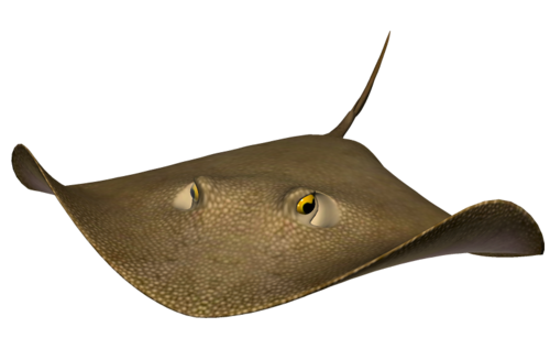 tengeri_halak_221.png
