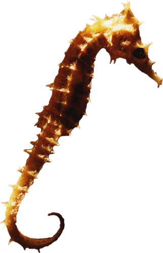 tengeri_halak_224.png