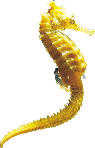 tengeri_halak_226.png