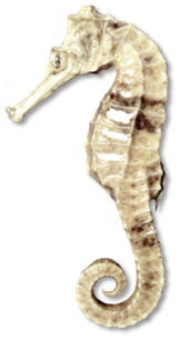 tengeri_halak_229.png
