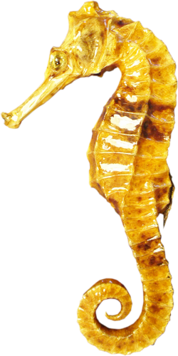 tengeri_halak_230.png