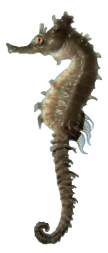 tengeri_halak_232.png