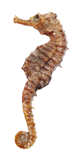 tengeri_halak_234.png