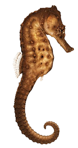 tengeri_halak_235.png