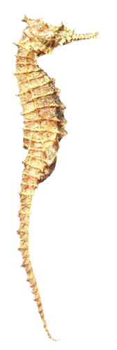 tengeri_halak_238.png