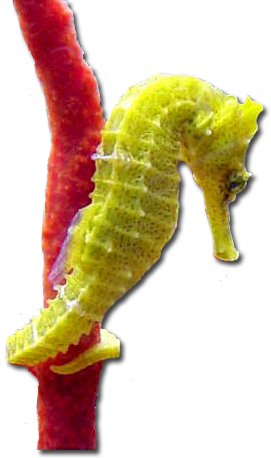 tengeri_halak_239.png