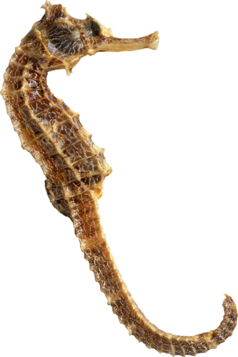 tengeri_halak_241.png