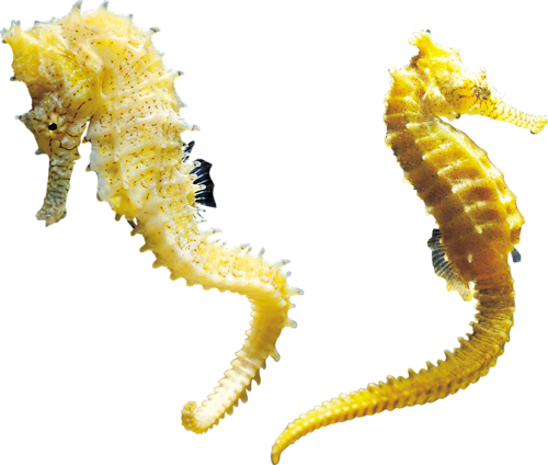 tengeri_halak_251.png