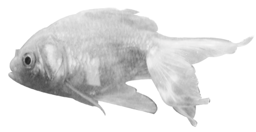tengeri_halak_255.png