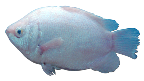 tengeri_halak_256.png