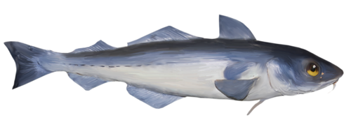 tengeri_halak_262.png