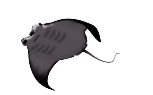 tengeri_halak_269.png