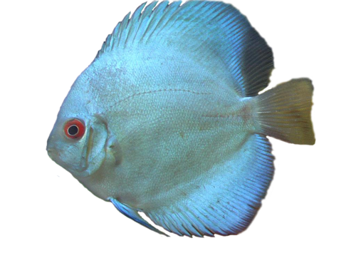 tengeri_halak_27.png
