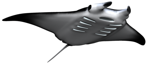 tengeri_halak_270.png