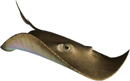 tengeri_halak_272.png