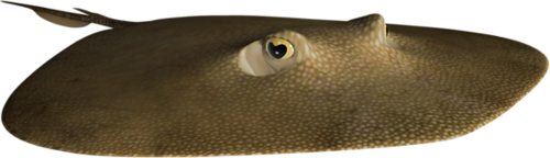 tengeri_halak_273.png