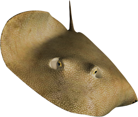 tengeri_halak_274.png