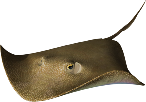 tengeri_halak_275.png