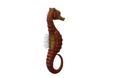tengeri_halak_284.png