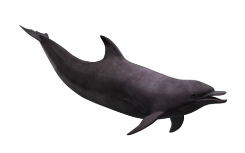 tengeri_halak_294.png