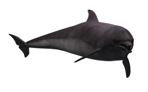 tengeri_halak_295.png