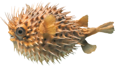 tengeri_halak_296.png