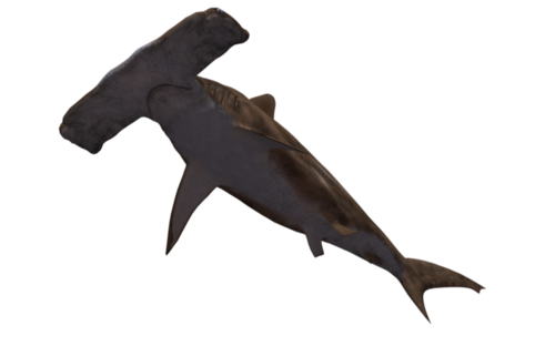 tengeri_halak_300.png