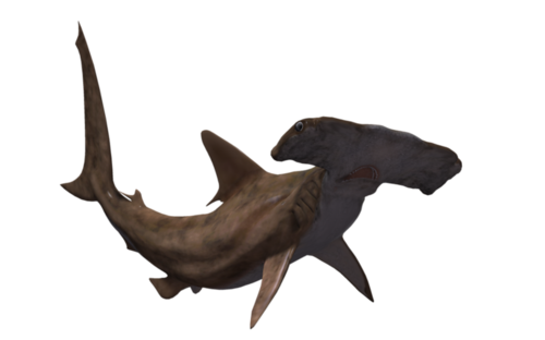 tengeri_halak_301.png