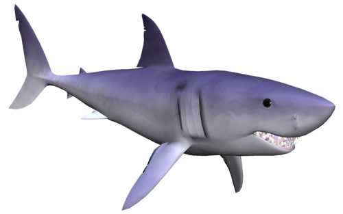 tengeri_halak_302.png