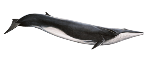 tengeri_halak_319.png
