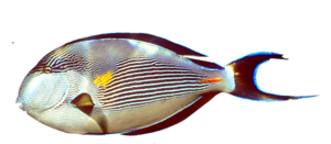 tengeri_halak_32.png