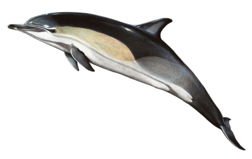 tengeri_halak_320.png