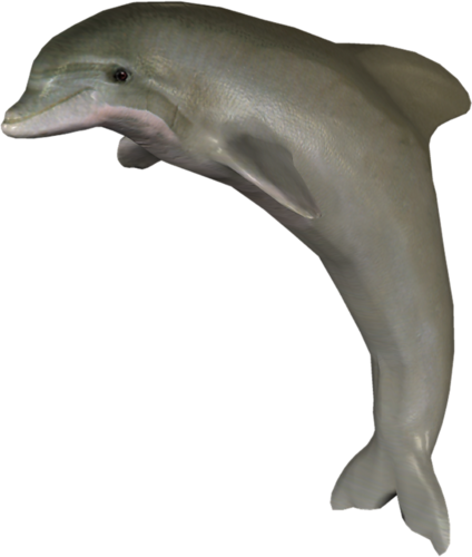 tengeri_halak_328.png