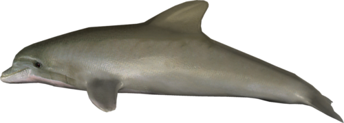 tengeri_halak_329.png