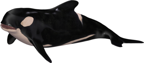 tengeri_halak_330.png