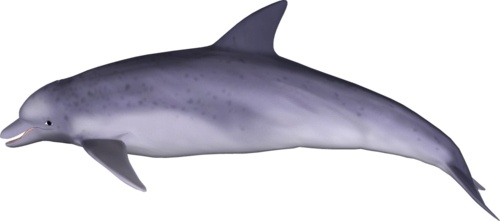tengeri_halak_336.png