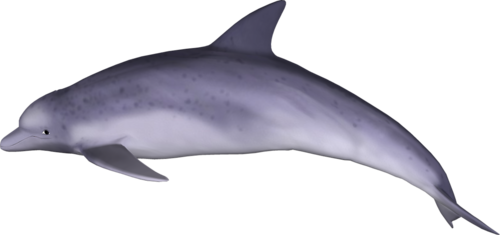 tengeri_halak_337.png