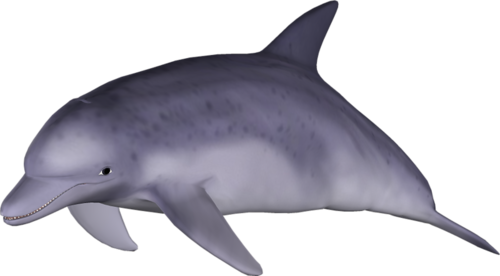 tengeri_halak_338.png