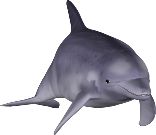 tengeri_halak_339.png