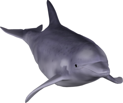tengeri_halak_340.png