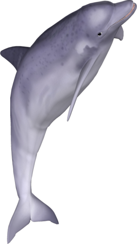 tengeri_halak_341.png
